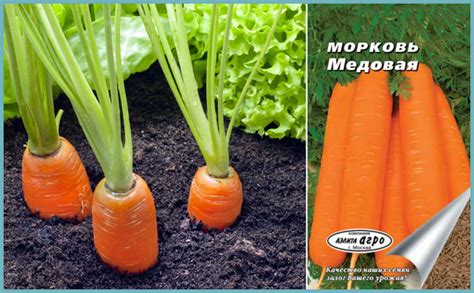 какие семена моркови выбрать для открытого грунта: лучшие сорта с ...