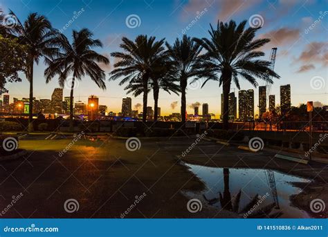 Palmeras Y Rascacielos En Miami En La Noche Foto De Archivo Imagen De