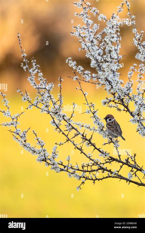 Gorrión de árbol eurasiático Passer montanus ave paseriforme de la