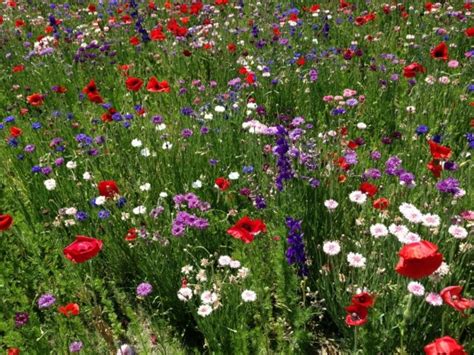 Texas wildflowers - Photorator