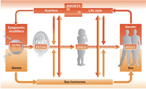 Analyzing How Sex And Gender Interact Gendered Innovations