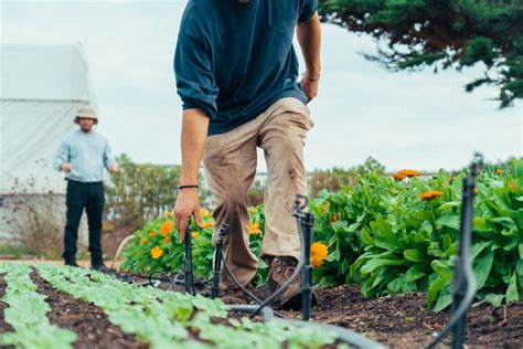 Le jardinage écologique 10 astuces pour un jardin respectueux de l