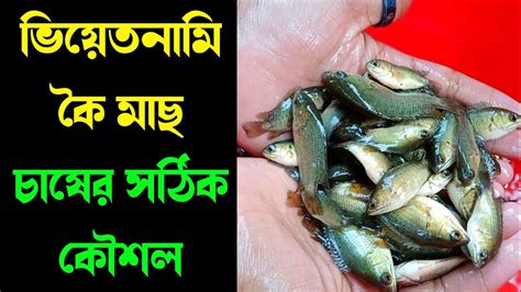 ভিয়েতনামি কৈ মাছ চাষের সঠিক কৌশল 01728202429 Youtube