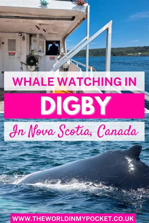 Whale Watching in Digby - My Experience - The World in My Pocket