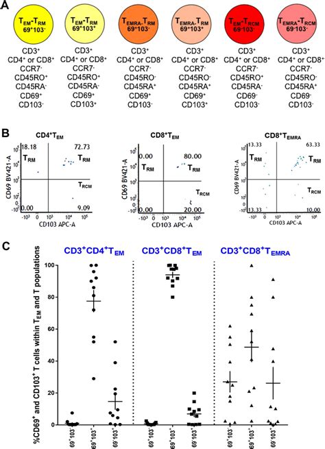 Tissue Resident Memory T Cells Predominate In The Human Ocular Surface