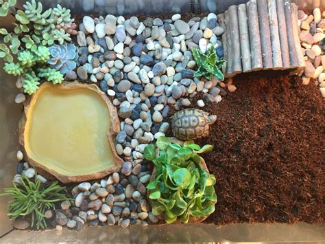 Terrarium Pour Tortue Juv Nile Turtle Terrarium Turtle Habitat