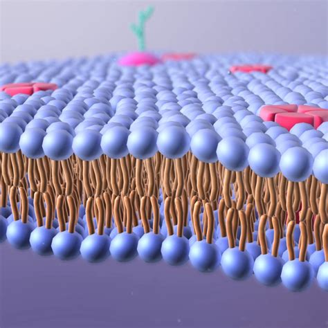 Lipids Drawing