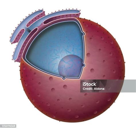 โครงสร้างของนิวเคลียส ภาพประกอบสต็อก ดาวน์โหลดรูปภาพตอนนี้ Nucleolus กายวิภาคศาสตร์