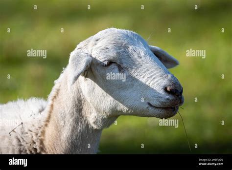 Photograph Of White Woolly Sheep Grazing On Lush Green Grass In A Large