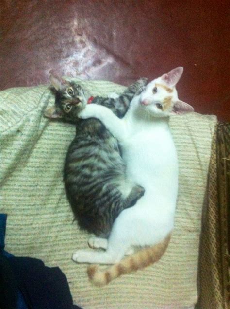 Adorable Cats Cuddling Together