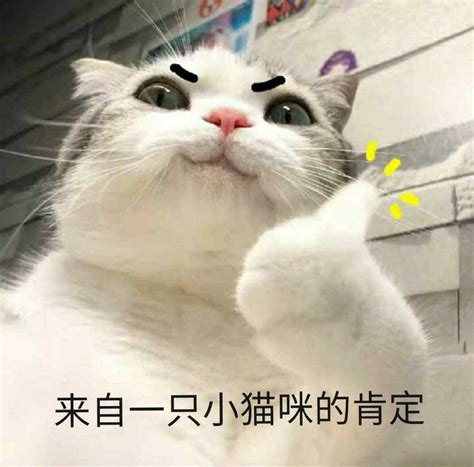 有什么特别可爱猫猫的动态图或表情包吗？ 知乎