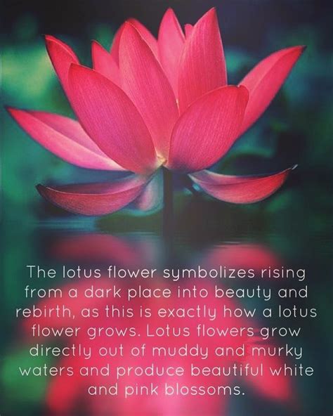 Pin By Laurie Conley On Inspirational Words Lotus Flower Quote Lotus Flower Meaning Flower