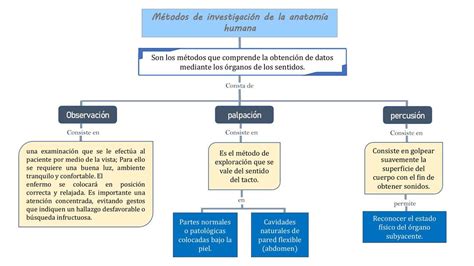 Mapa conceptual de anatomía humana Jessica Anahí Aranda guzmán uDocz