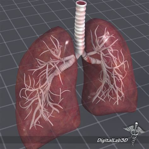 Lungs Anatomy 3D model | CGTrader