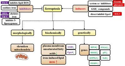 Frontiers The Emerging Roles Of Ferroptosis In Cells Of The Central