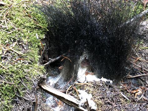 More fungus from the Enchantments. This stuff looked like black hair about 6-12” in length : r ...