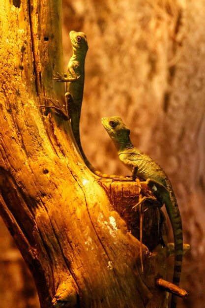 Lagarto Basiliscus Plumifrons Basilisco De Cresta Verde Foto Premium