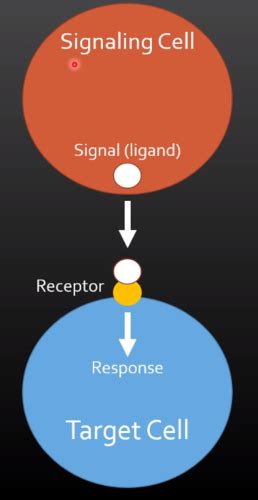 Cell Signal Transduction Flashcards Quizlet