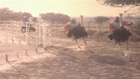 How To Ride An Ostrich A Hilarious Vintage 16mm Film You Must See To