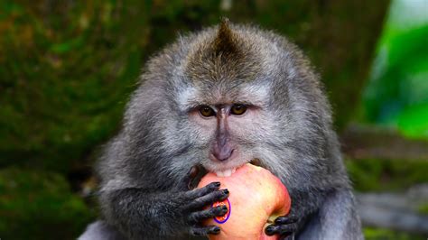 Macacos Da Indonésia Escolhem O Que Roubar De Turistas Para Receber