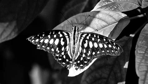 Que Dice La Biblia Sobre Las Mariposas Negras