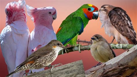 WTF: Nine Aussie Birds Are Added To The Threatened Species List