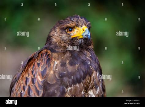 Portrait of golden eagle Stock Photo - Alamy