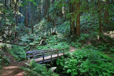 Purisima Creek Redwoods Preserve Half Moon Bay Ca California Beaches