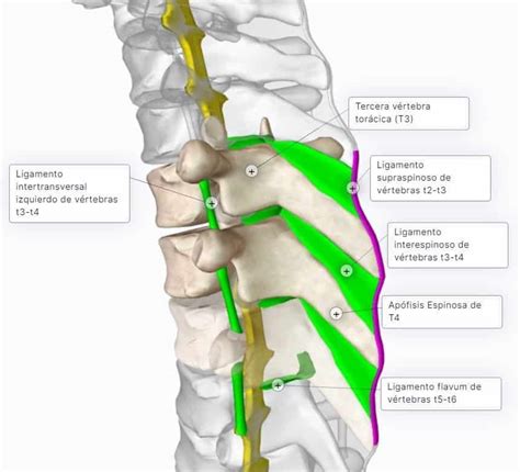 Ligamentos Que Unen A Los Arcos Vertebrales Paradigmia