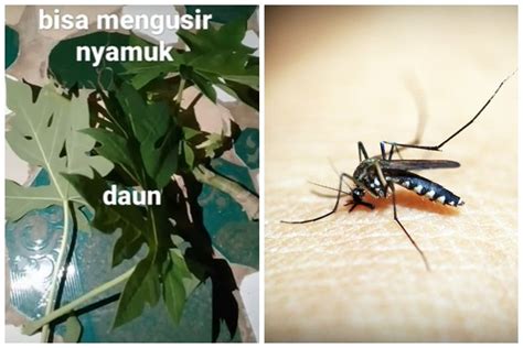 Cuma Pakai Jenis Sayuran Ini Cara Ampuh Mengusir Nyamuk Tanpa Asap