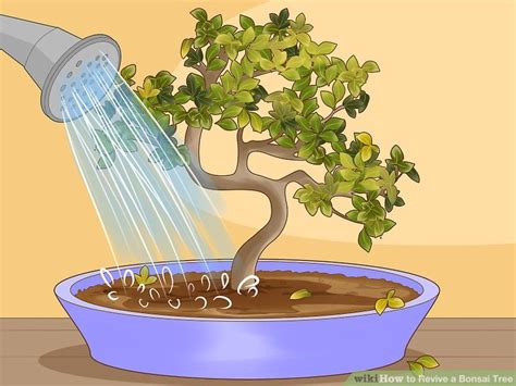 Simple Ways To Revive A Bonsai Tree 13 Steps With Pictures