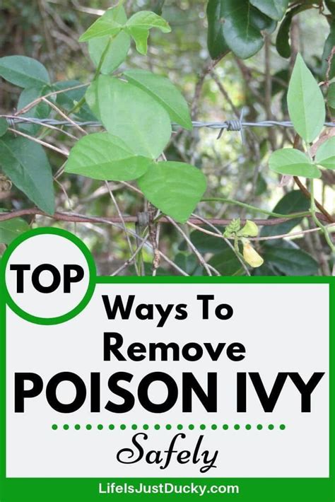 Poison Ivy Removal 10 Best Ways To Get Rid Of Poison Ivy Plants Poison Ivy Plants Poison