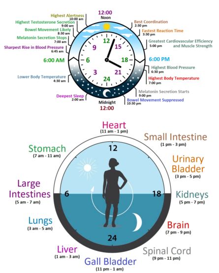 Circadian Body Clock