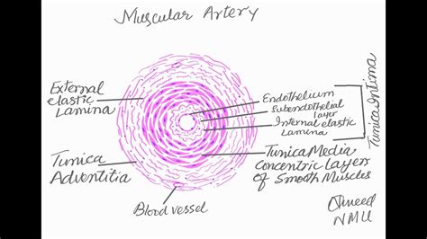 Muscular Artery Histology Labeled