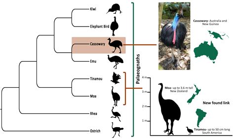 microct reveals surprising link   cassowary