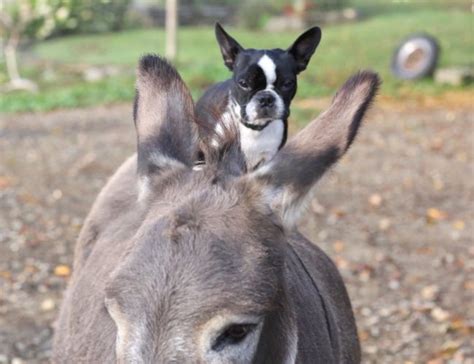 Donkey Ears, Dog Ears - Bedlam Farm Journal Bedlam Farm Journal