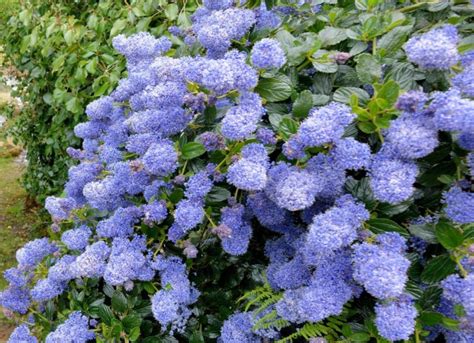 20 Vivid Ceanothus Types In A Spectrum Of Cool Blue White And Pink