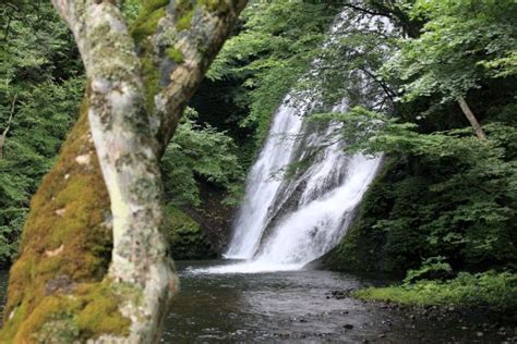 Free Images Tree Rock Waterfall Wilderness Trail Moss Stream