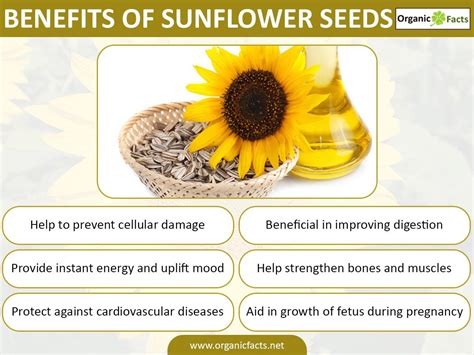 Sunflower Has Abundant Health Benefits That Ensure You A Healthy Living