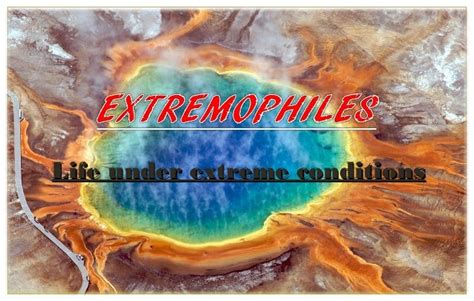 Extremophiles