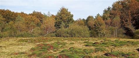 Kontynuacja prac w ramach projektu Ochrona siedlisk i gatunków terenów