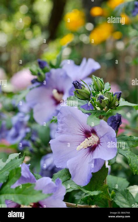 Hibiscus Syriacus Flower Hi Res Stock Photography And Images Alamy