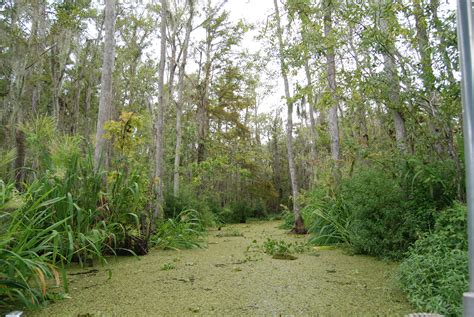 Filehoney Island Swamp Louisiana Paulmannix Wikipedia