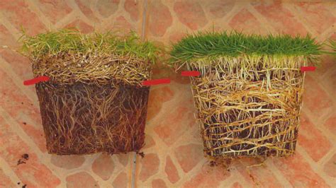 Bermudagrass Stolons And Zoysiagrass Rhizomes Asian Turfgrass Center