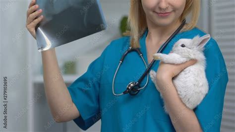 Vet looking at x-ray, holding rabbit patient, diagnosis of injury ...