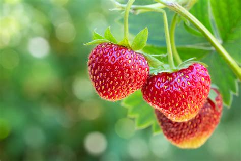 Die Herkunft Der Erdbeeren Wo Kommen Die Früchte Her