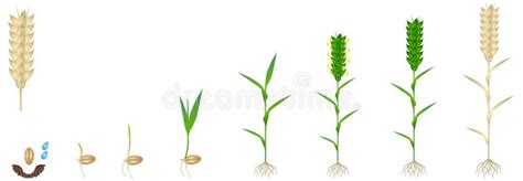 Wheat Plant Stock Illustrations 81 624 Wheat Plant Stock Illustrations Vectors And Clipart