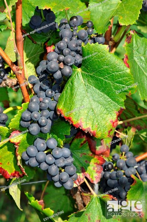 Weintrauben Weintraube Wein Blau Traube Trauben Weinstock Rebe