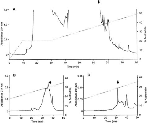 Successive Reverse Phase Chromatography On A Semipreparative Vydac C 18 Download Scientific