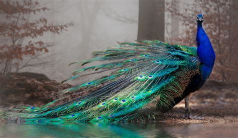 More Than 350 Names For Peacocks The Hip Chick